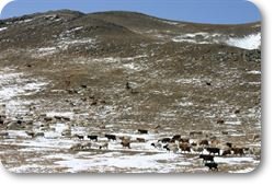 mongolia.jpg